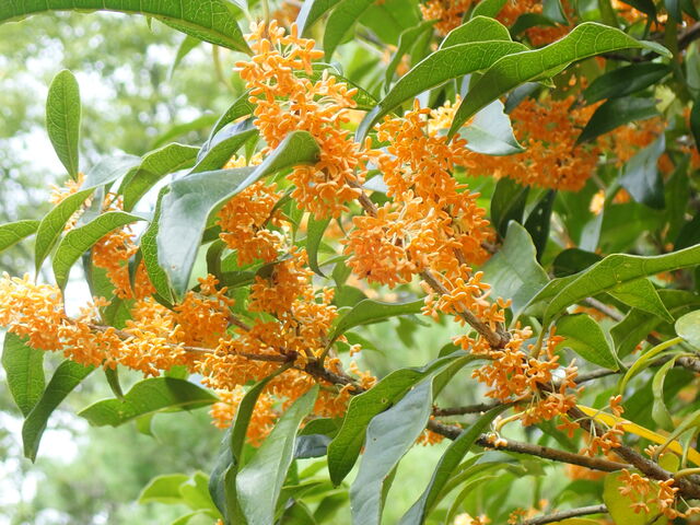 キンモクセイ Fragrant Orange Colored Olive 英語で話す日本 About Japan In English キンモクセイ Fragrant Orange Colored Olive 英語で話す日本 About Japan In English