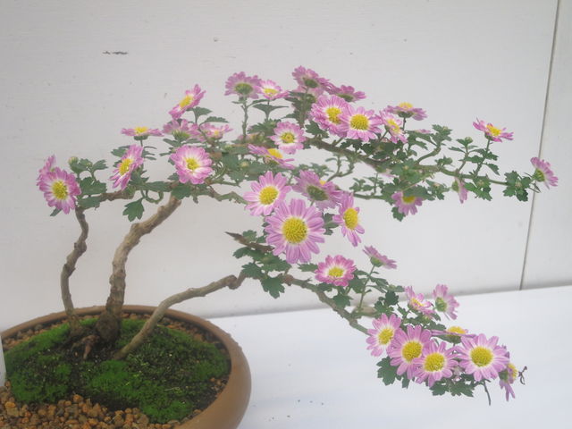 菊 Chrysanthemum 1 英語で話す日本 About Japan In English 菊 Chrysanthemum 1 英語で話す日本 About Japan In English