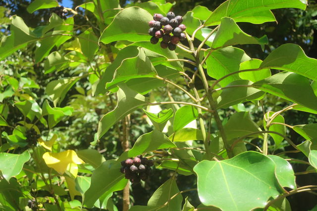 カクレミノ And ヒノキ 英語で話す日本 About Japan In English