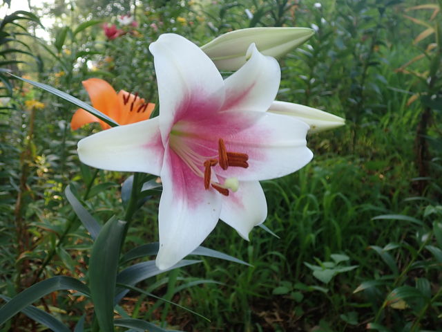 ハイブリッドリリィ Hybrid Lilies 英語で話す日本 About Japan In English ハイブリッドリリィ Hybrid Lilies 英語で話す日本 About Japan In English