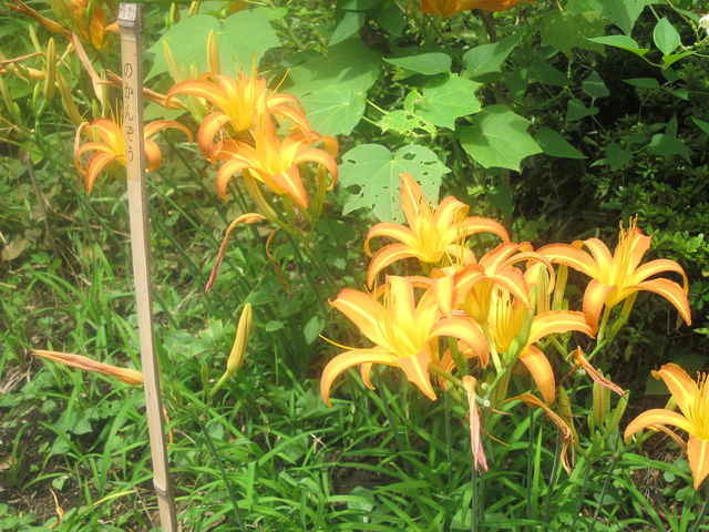 ノカンゾウ Orange Day Lily 英語で話す日本 About Japan In English ノカンゾウ Orange Day Lily 英語で話す日本 About Japan In English