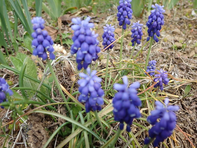 ムスカリ Grape Hyacinth 英語で話す日本 About Japan In English ムスカリ Grape Hyacinth 英語で話す日本 About Japan In English