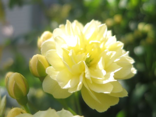 モッコウバラ Banksia Rose 英語で話す日本 About Japan In English モッコウバラ Banksia Rose 英語で話す日本 About Japan In English