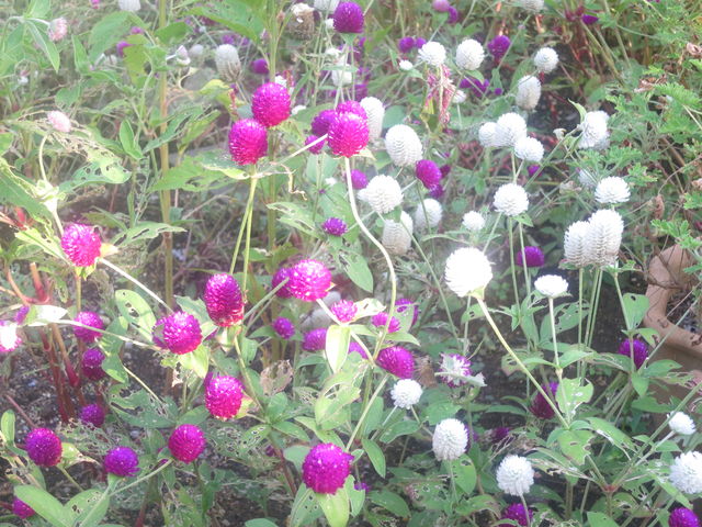 センニチコウ Gomphrena Globosa 英語で話す日本 About Japan In English