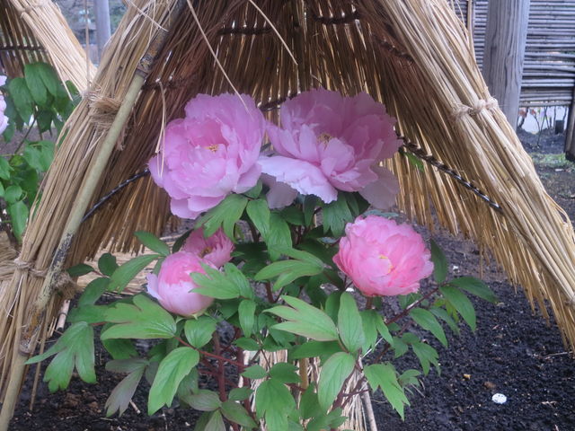 フユボタン Winter Peony 英語で話す日本 About Japan In English