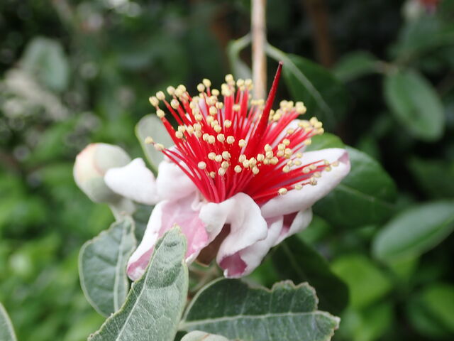 フェイジョア Feijoa 英語で話す日本 About Japan In English