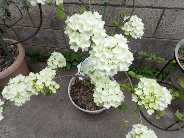 オオデマリ Japanese Snowball 英語で話す日本 About Japan In English