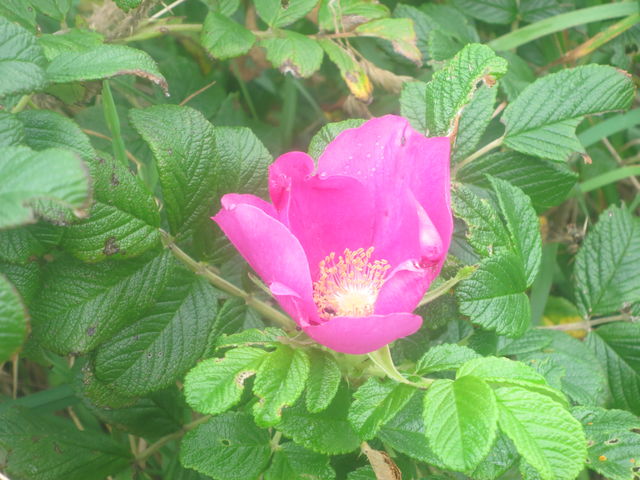 ハマナス Rosa Rugosa 英語で話す日本 About Japan In English ハマナス Rosa Rugosa 英語で話す日本 About Japan In English