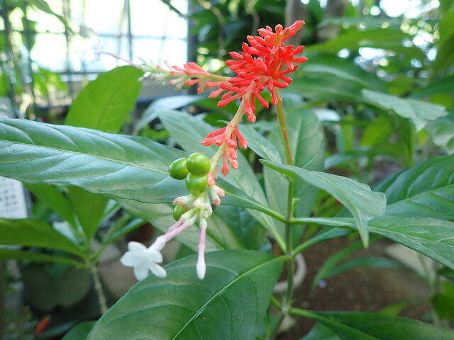 インドジャボク Snake Root Devil Pepper 英語で話す日本 About Japan In English インドジャボク Snake Root Devil Pepper 英語で話す日本 About Japan In English