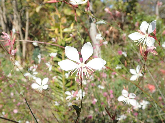 ガウラ Gaura Lindheimeri 英語で話す日本 About Japan In English ガウラ Gaura Lindheimeri 英語で話す日本 About Japan In English