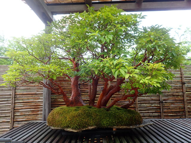 盆栽：Bonsai (3) ヒメシャラ : 英語で話す日本：About Japan in English