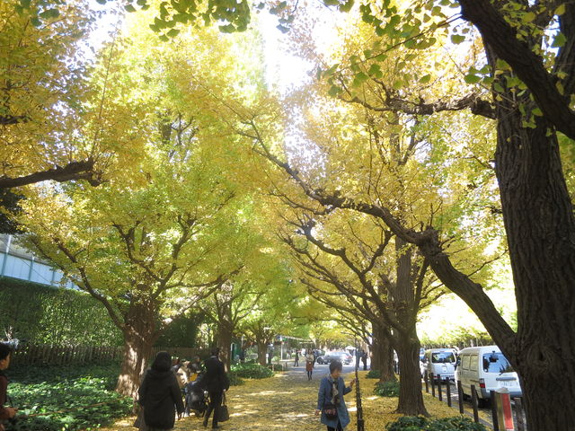 イチョウ Ginkgo 英語で話す日本 About Japan In English