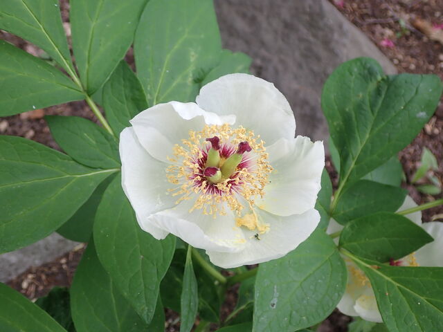 ヤマシャクヤク Paeonia Japonica 英語で話す日本 About Japan In English