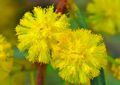 ミモザ Mimoza 英語で話す日本 About Japan In English