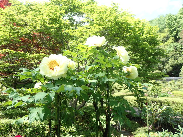 ボタン Tree Peony 英語で話す日本 About Japan In English