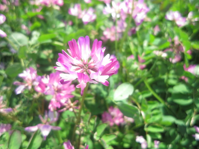 レンゲソウ Chinese Milk Vetch 英語で話す日本 About Japan In English