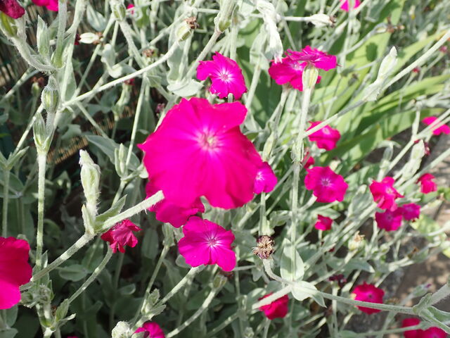 スイセンノウ Silene Coronaria 英語で話す日本 About Japan In English