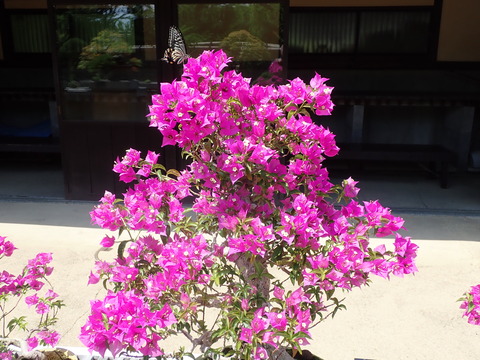ブーゲンビリア Bougainvillea 英語で話す日本 About Japan In English ブーゲンビリア Bougainvillea 英語で話す日本 About Japan In English