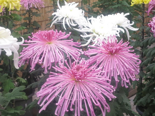 菊 Chrysanthemum 1 英語で話す日本 About Japan In English 菊 Chrysanthemum 1 英語で話す日本 About Japan In English