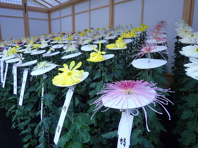 菊花壇展 The Chrysanthemum Exhibition In Shinjuku Gyoen 2 英語で話す日本 About Japan In English