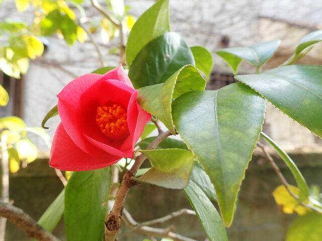 ツバキ Camellia At Home 英語で話す日本 About Japan In English