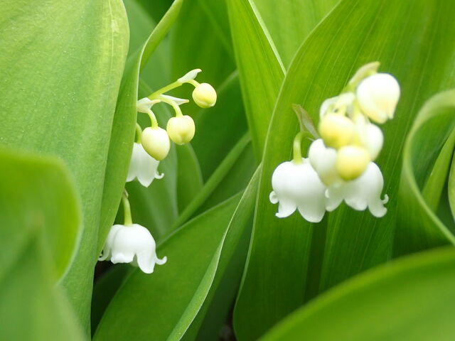 スズラン Lily Of The Valley 英語で話す日本 About Japan In English