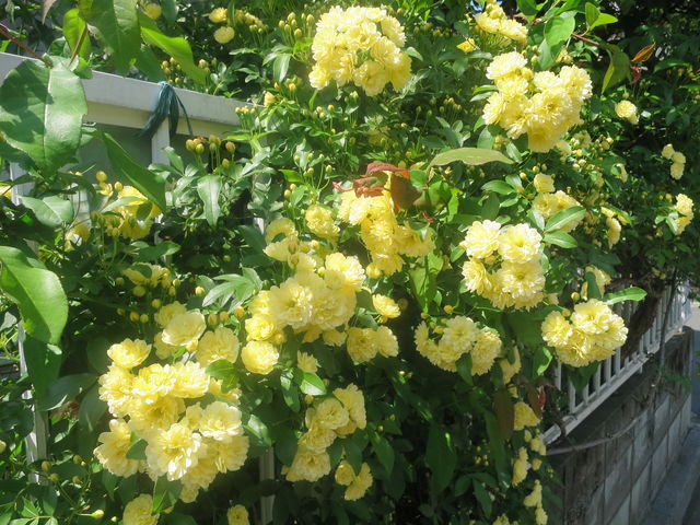モッコウバラ Banksia Rose 英語で話す日本 About Japan In English モッコウバラ Banksia Rose 英語で話す日本 About Japan In English