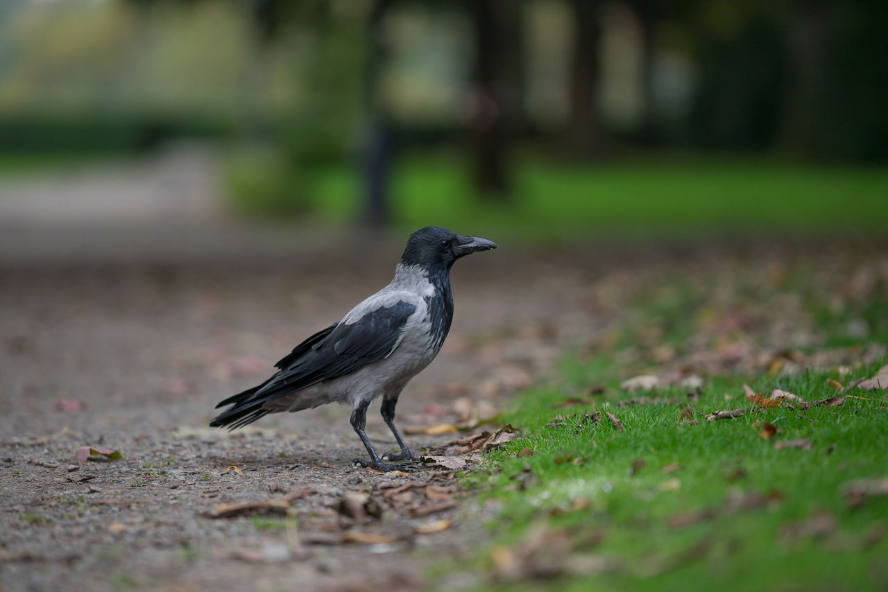 カラスに親しみを覚えるようになるかも カラスの教科書 東京で読書と散歩三昧 時々ウェブ編集 カラスに親しみを覚えるようになるかも カラスの教科書 東京で読書と散歩三昧 時々ウェブ編集