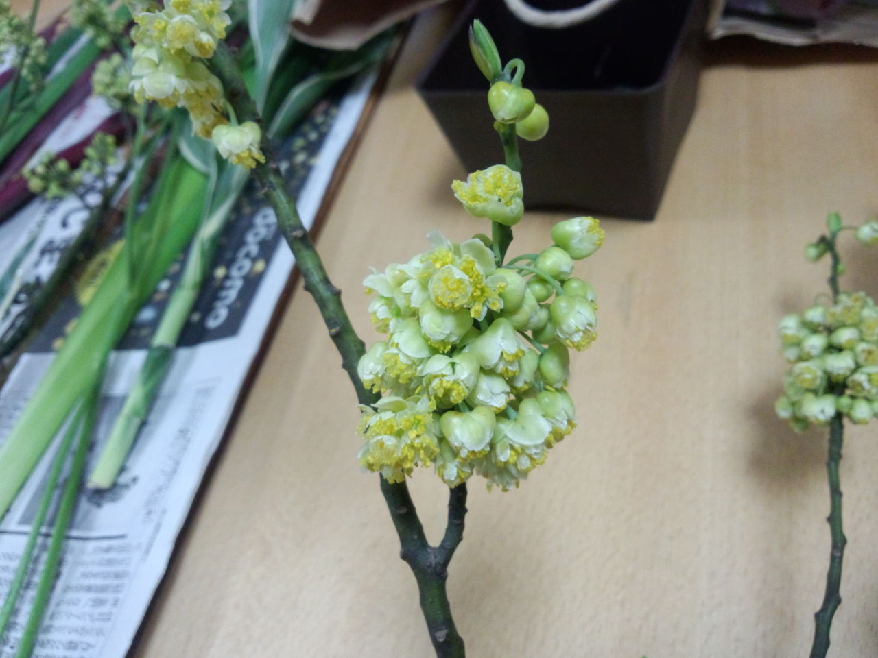 びっくり 青文字が 十人十花 こころの花を咲かそう