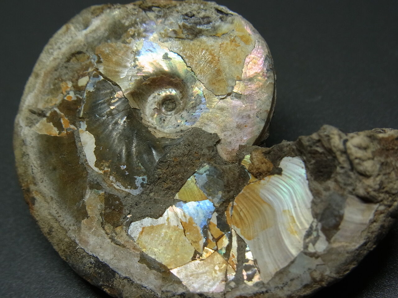 北海道産アンモナイト(中川地方産)１８センチ 北海道産アンモナイト(中川地方産)18センチ アンモナイト