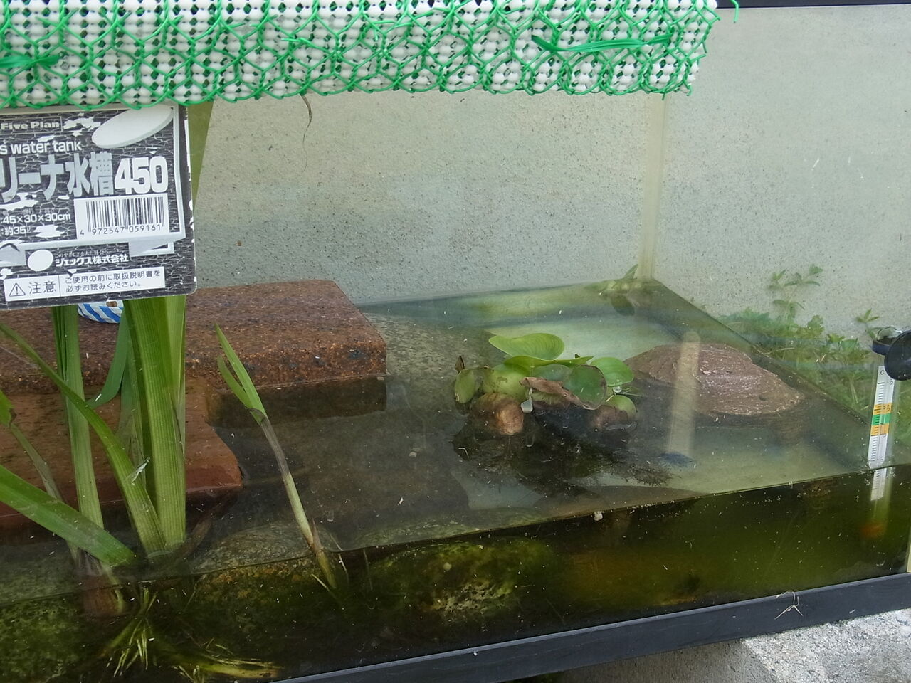 根負けしたイシガメの人工飼料餌付け わたしゃ もう疲れました カメ日記 サルナシの掘り掘り日記 越後黄金山の砂金を訪ねて