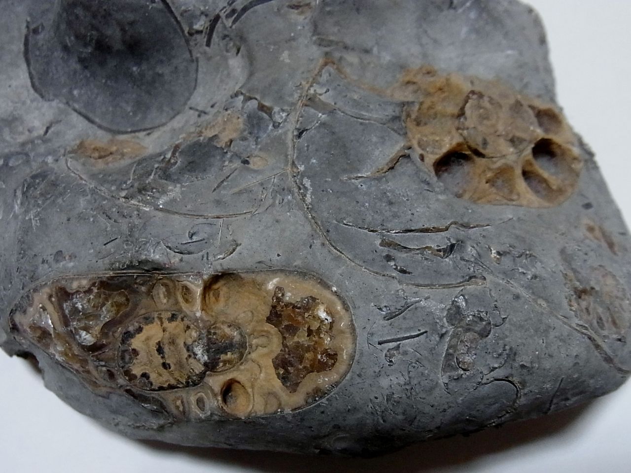 イングランド産 アンモナイト アステロセラス 母岩付き化石 採取カード