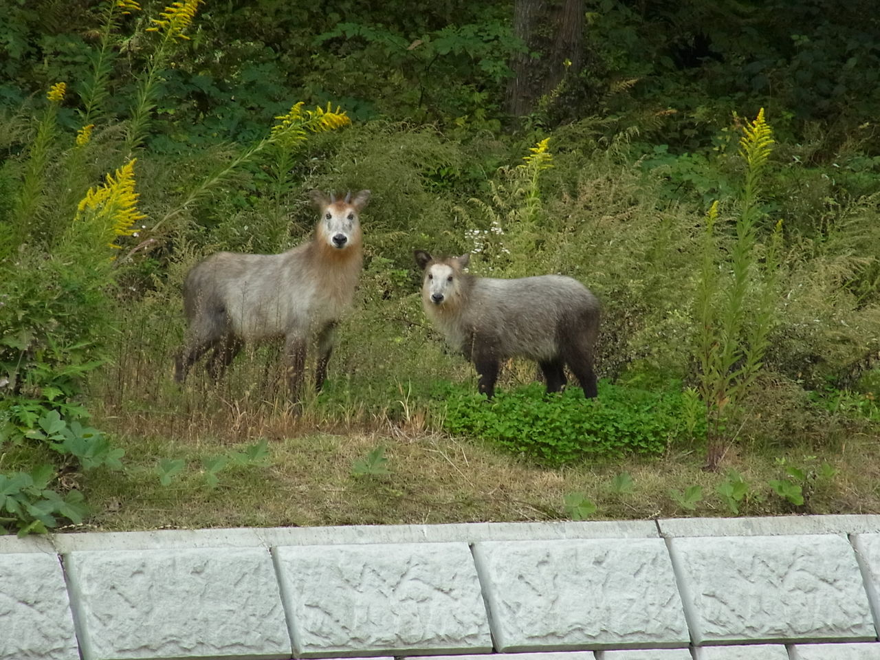 難産地 歴史ある山形県南陽の砂金 吉野川 難産地 歴史ある山形県南陽の