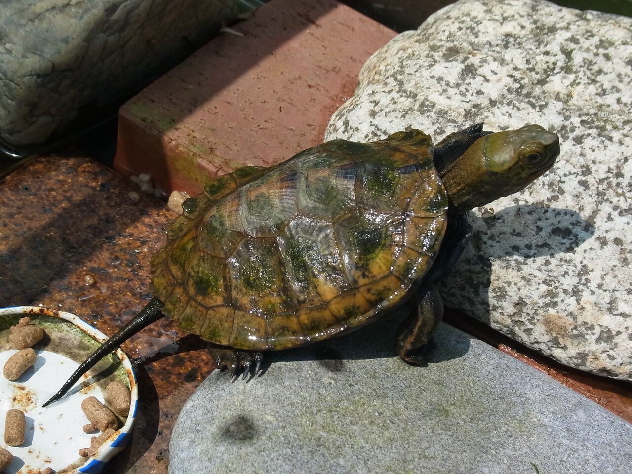 冬眠明けに初めて餌を食べた日は暑かった カメ日記 サルナシの掘り掘り日記 越後黄金山の砂金を訪ねて