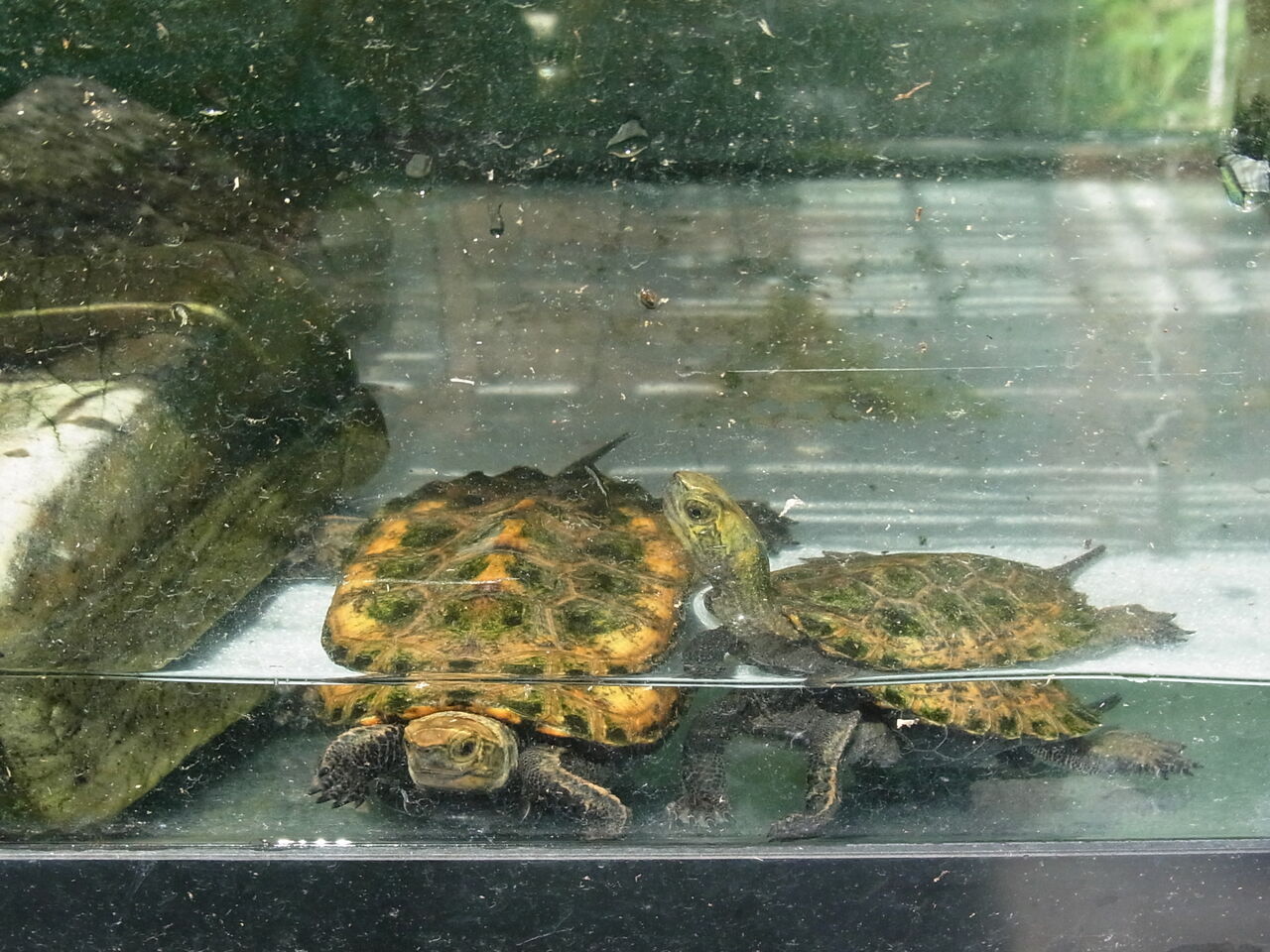 夏のカメランド 屋外水槽 イシガメ クサガメ 太陽は 命の光 死神 サルナシの掘り掘り日記 越後黄金山の砂金を訪ねて 夏のカメランド 屋外水槽 イシガメ クサガメ 太陽は 命の光 死神 サルナシの掘り掘り日記 越後黄金山の砂金を訪ねて