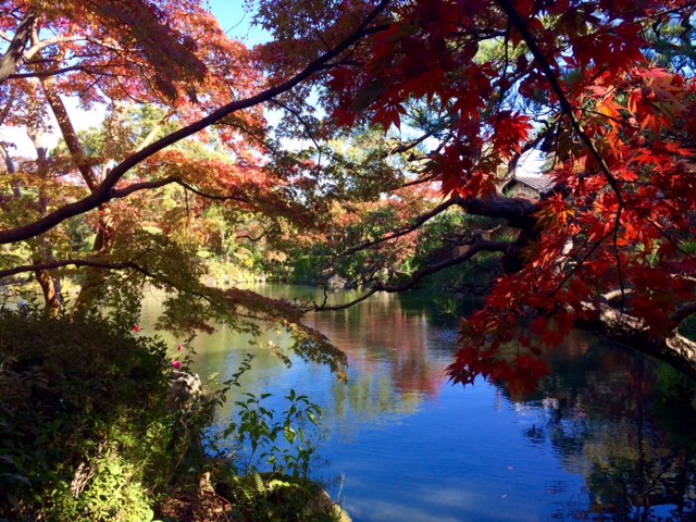 相楽園の紅葉 土橋とし子の うい奴 相楽園の紅葉 土橋とし子の うい奴