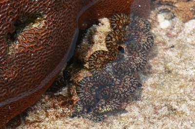 潮干狩り Go Go 沖縄 八重山 はじめての やいま 潮干狩り Go Go 沖縄 八重山 はじめての やいま
