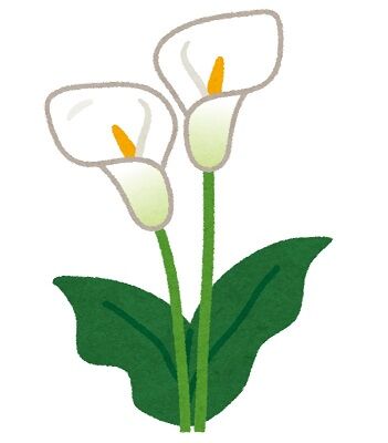 flower_himekaiu_calla