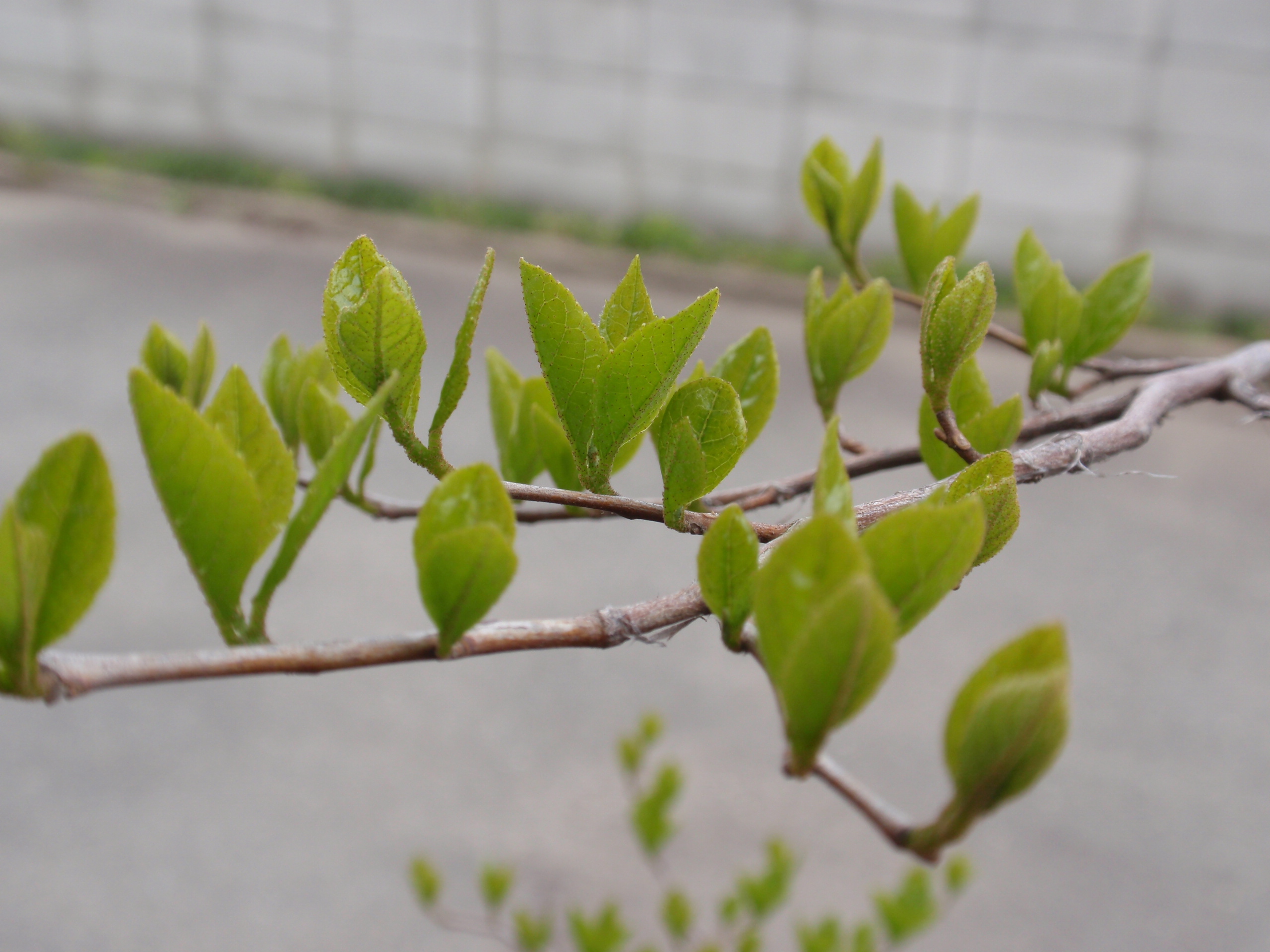 春の芽吹きスペシャル ちっちゃな縁側から