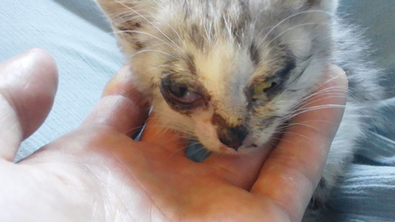 子猫を拾った 今週のゴーヘーブログ