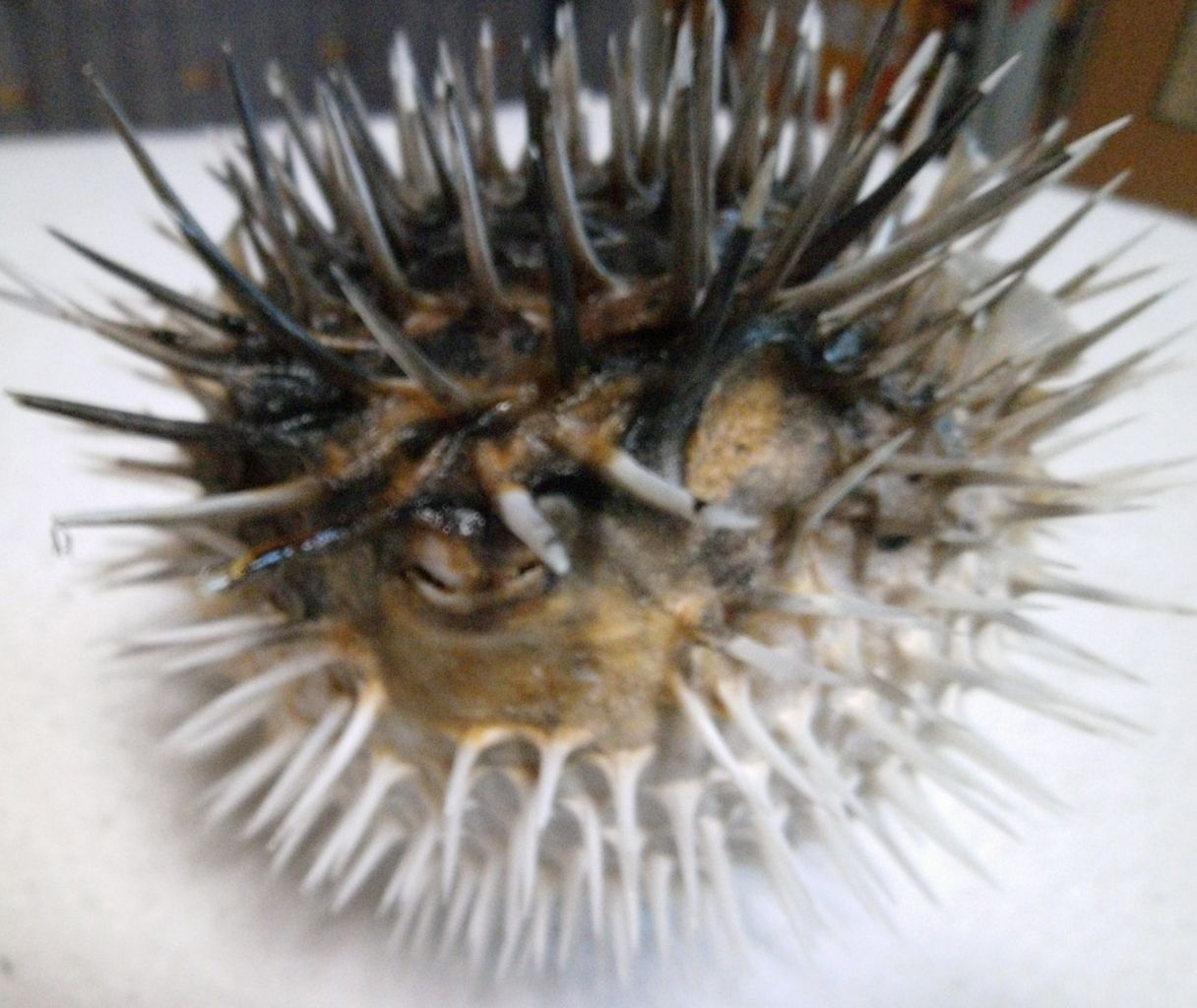 リアルハリセンボンキター Super Gap System改