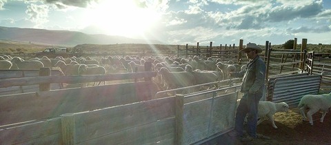 montana_merino_sheep_in_corral_2_horizontal-1