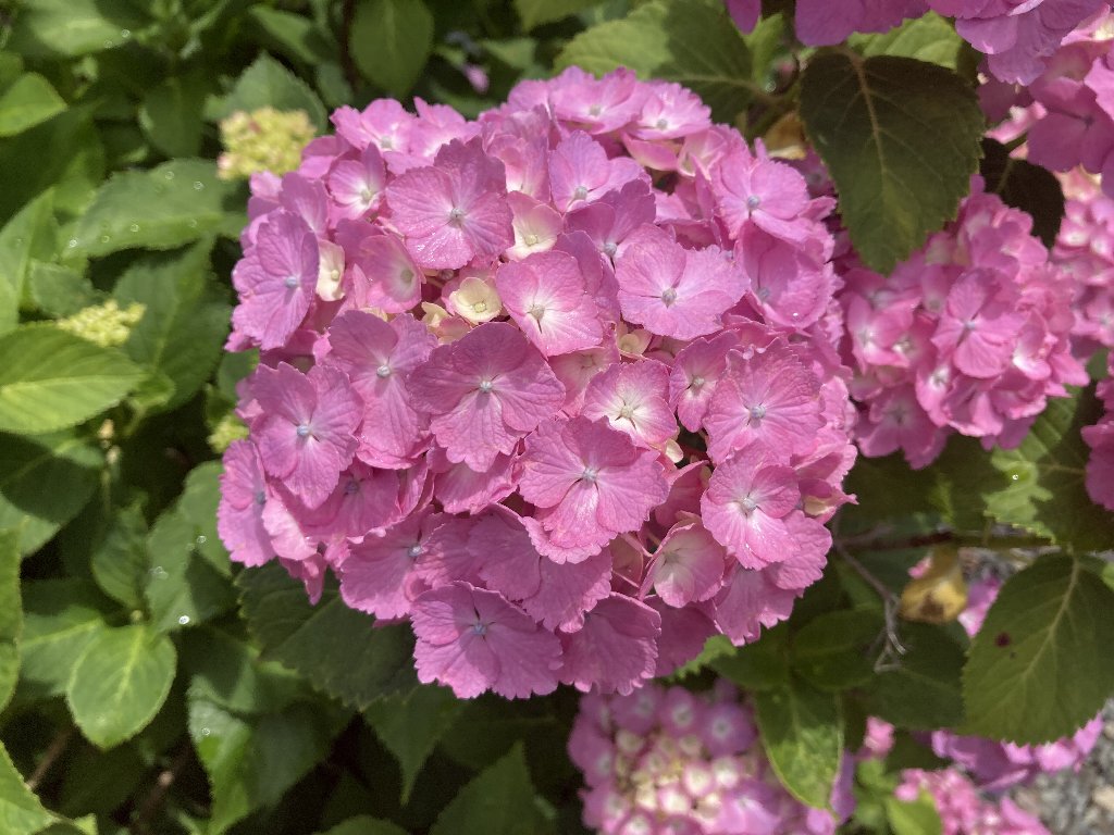 ６月の我が家の花 五時脱自ブログ