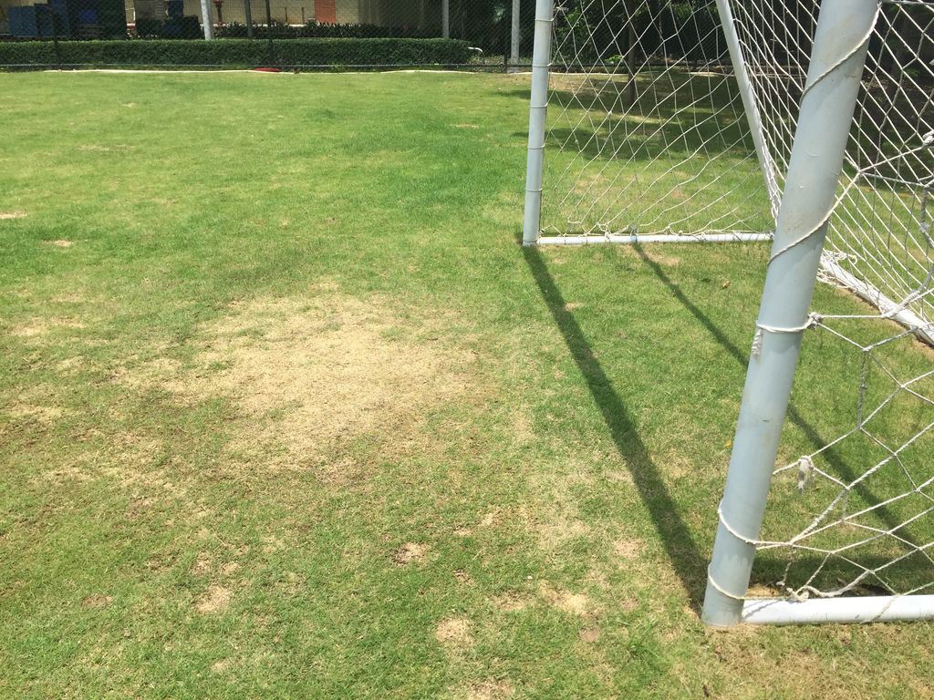 中国深圳の芝管理 Vol 24 ５月下旬 刈り込み 五時脱自ブログ