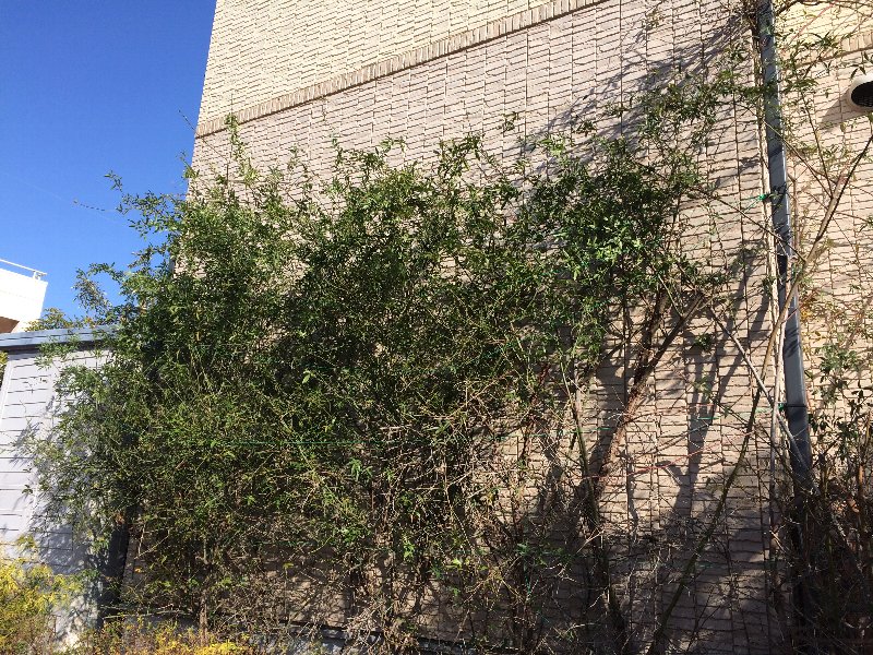 バラの冬メンテナンス その３ モッコウバラ 五時脱自ブログ