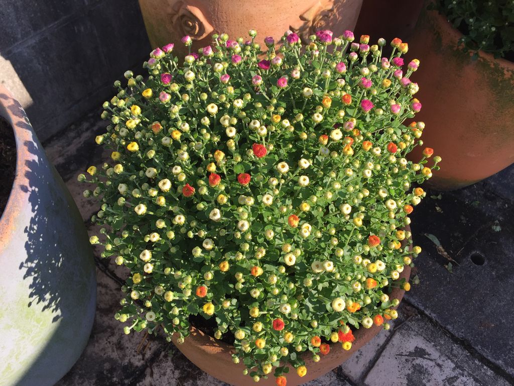 赤塚植物園 津市 五時脱自ブログ