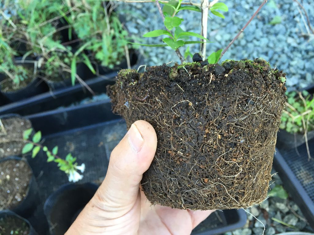 挿し木のアベリアを地植え 五時脱自ブログ 挿し木のアベリアを地植え 五時脱自ブログ
