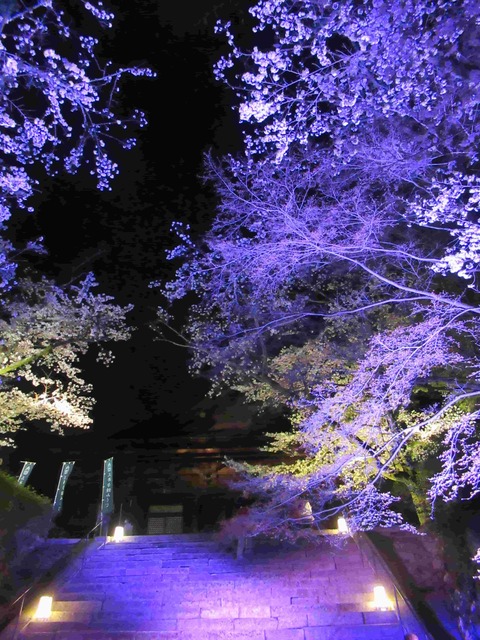 三井寺のライトアップ 毎年桜シーズンに実施