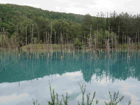 美瑛　白金青い池　２０２３年９月撮影