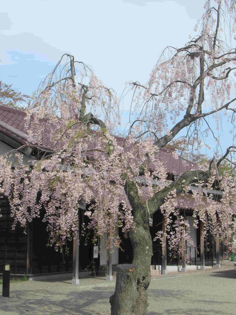 函館奉行所の桜